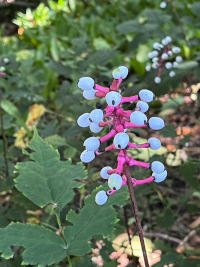 Actaea pachypoda Actaea pachypoda